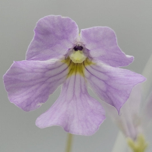 Pinguicula mirandae x (laueana CP2 x emarginata)