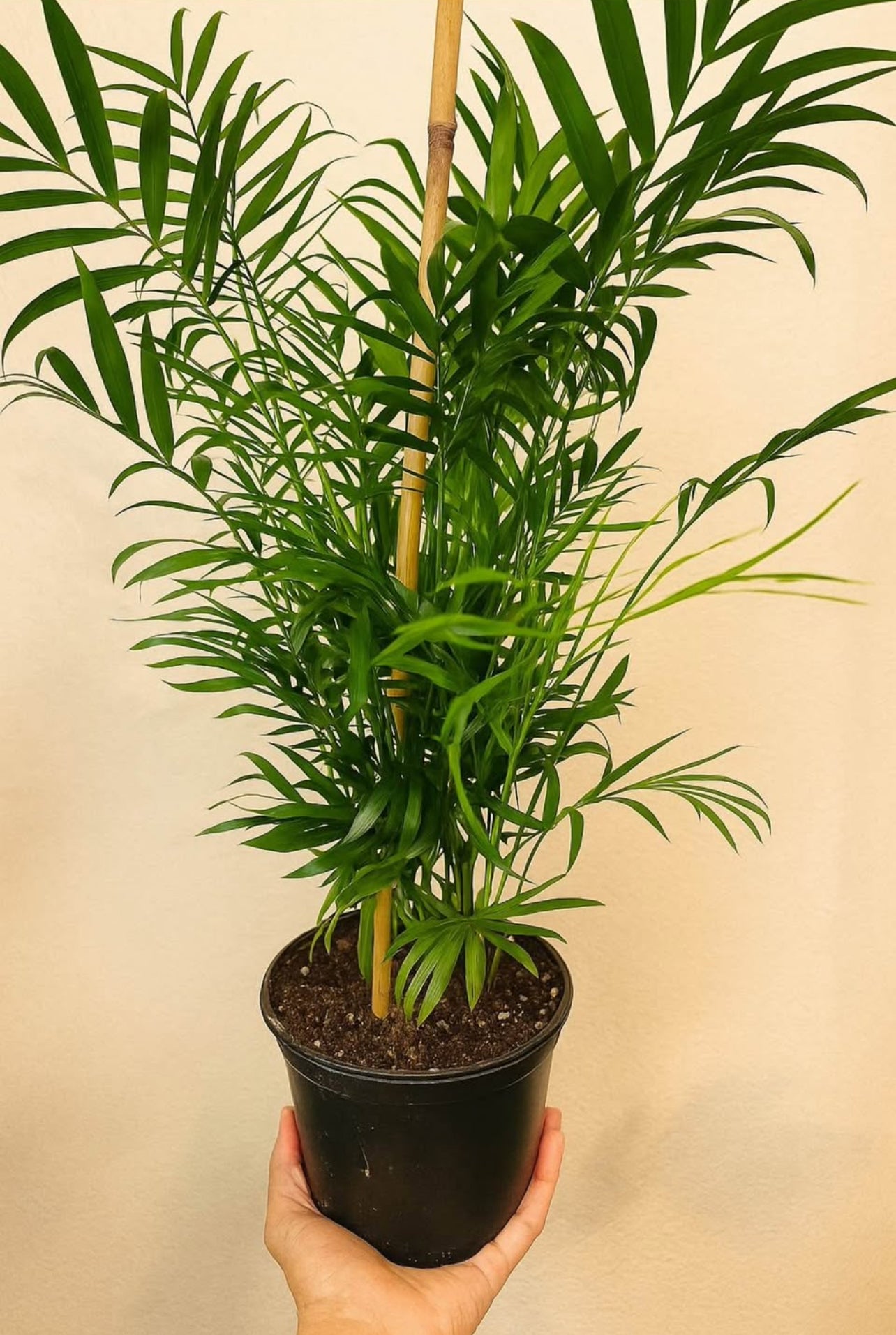 Lush Tropicals