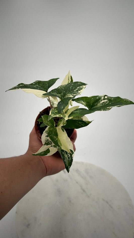 Albo Syngonium Variegated - 4" from MyPlants