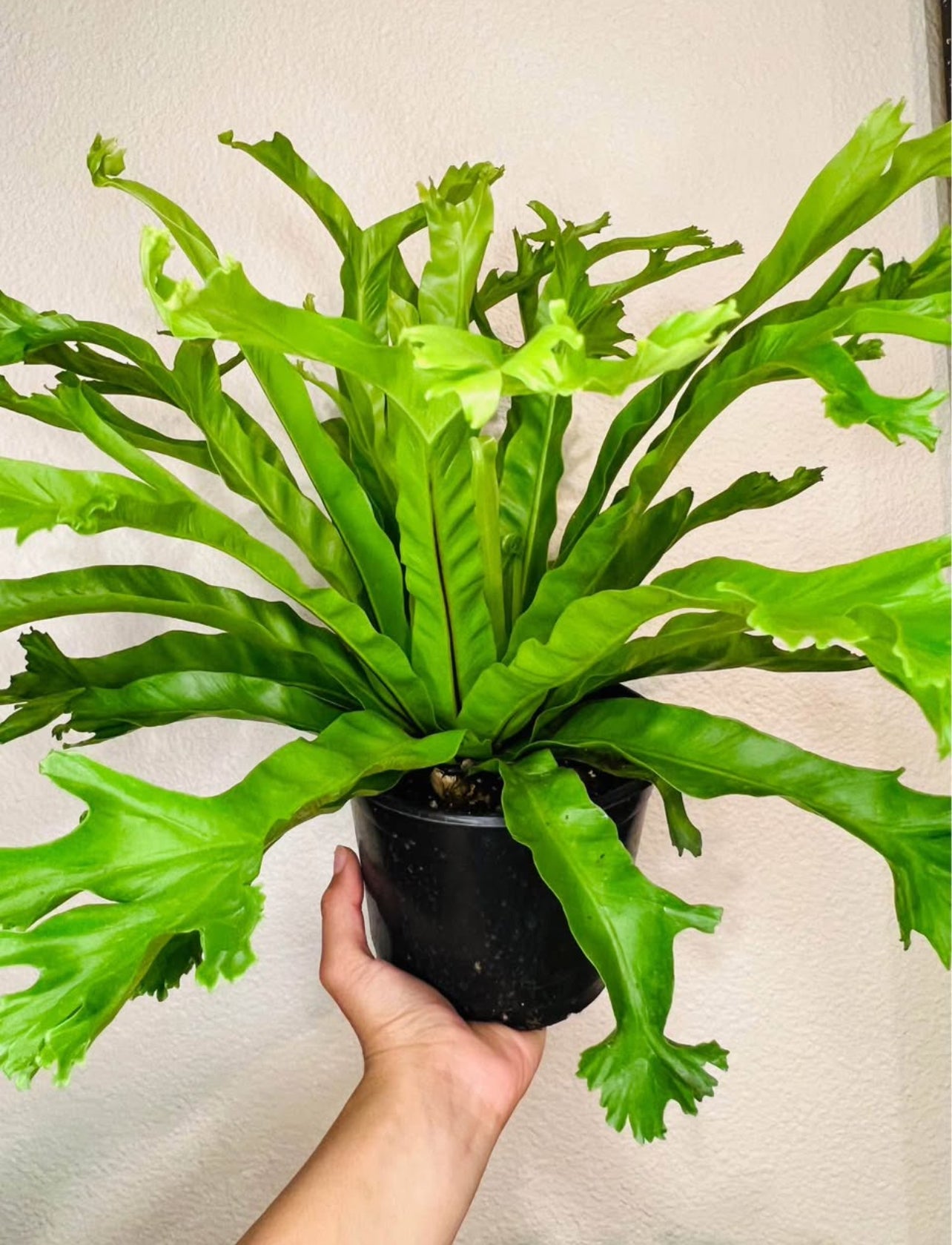 Lush Tropicals