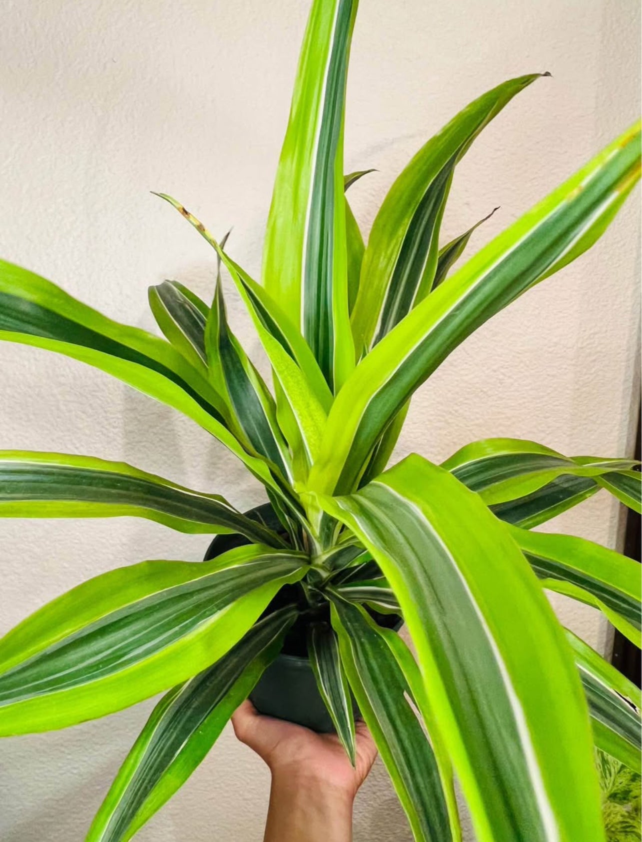 Lush Tropicals