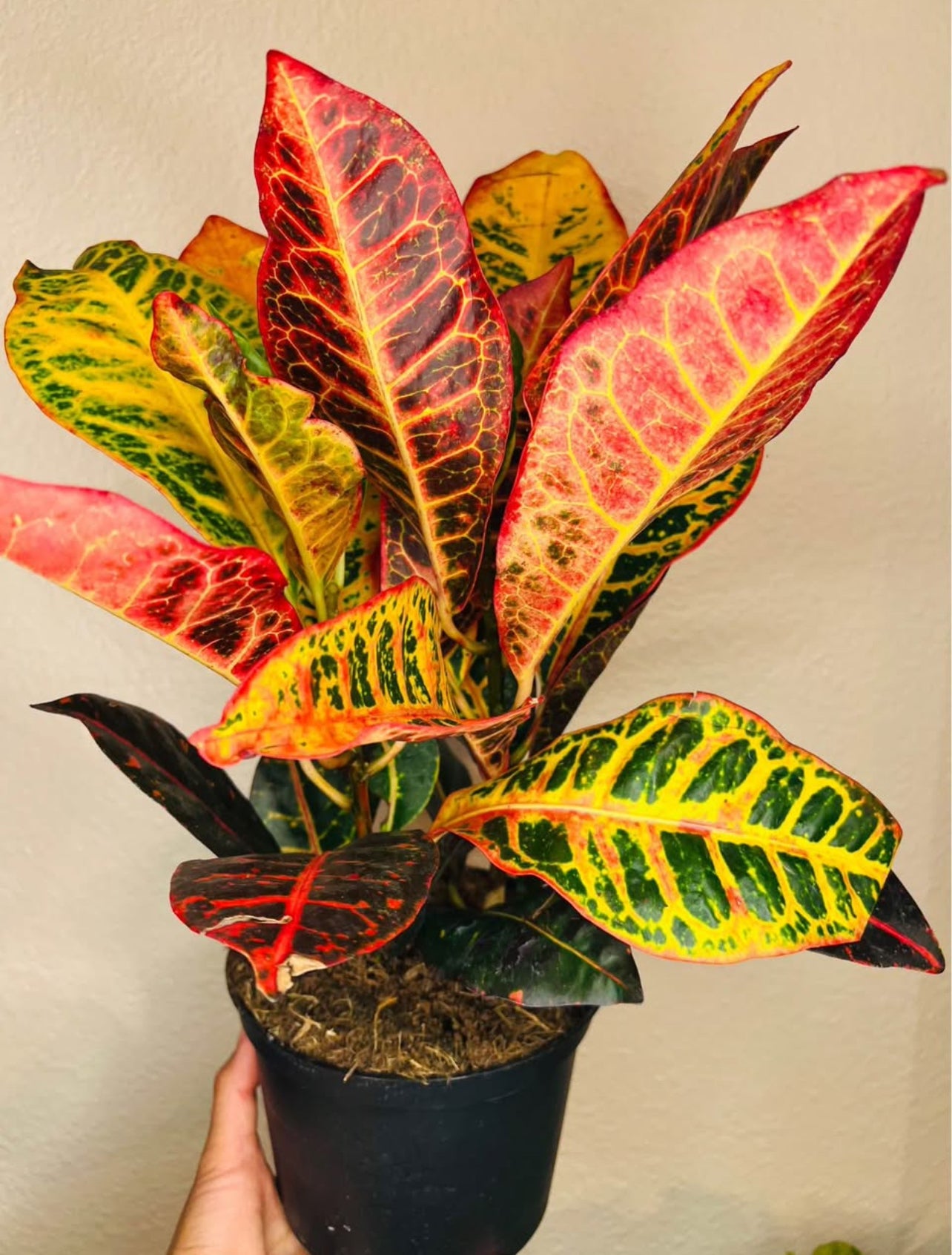 Lush Tropicals