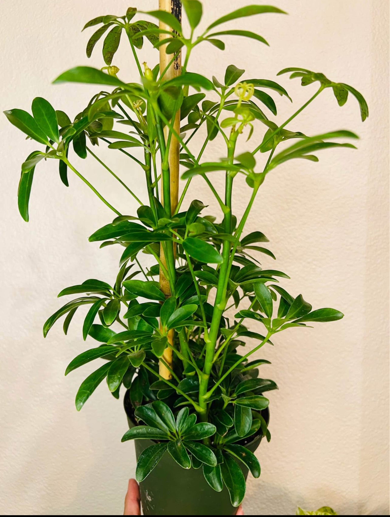 Lush Tropicals