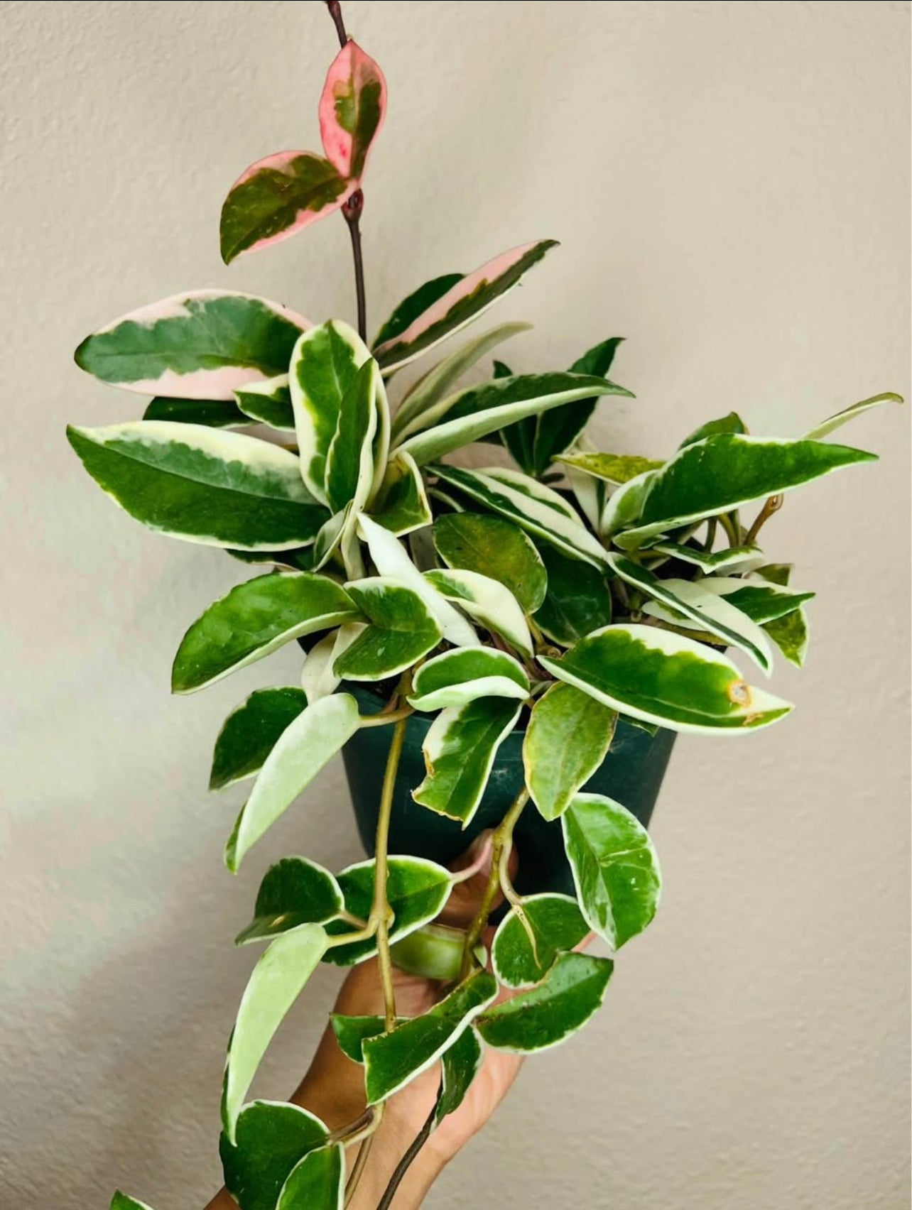 Lush Tropicals