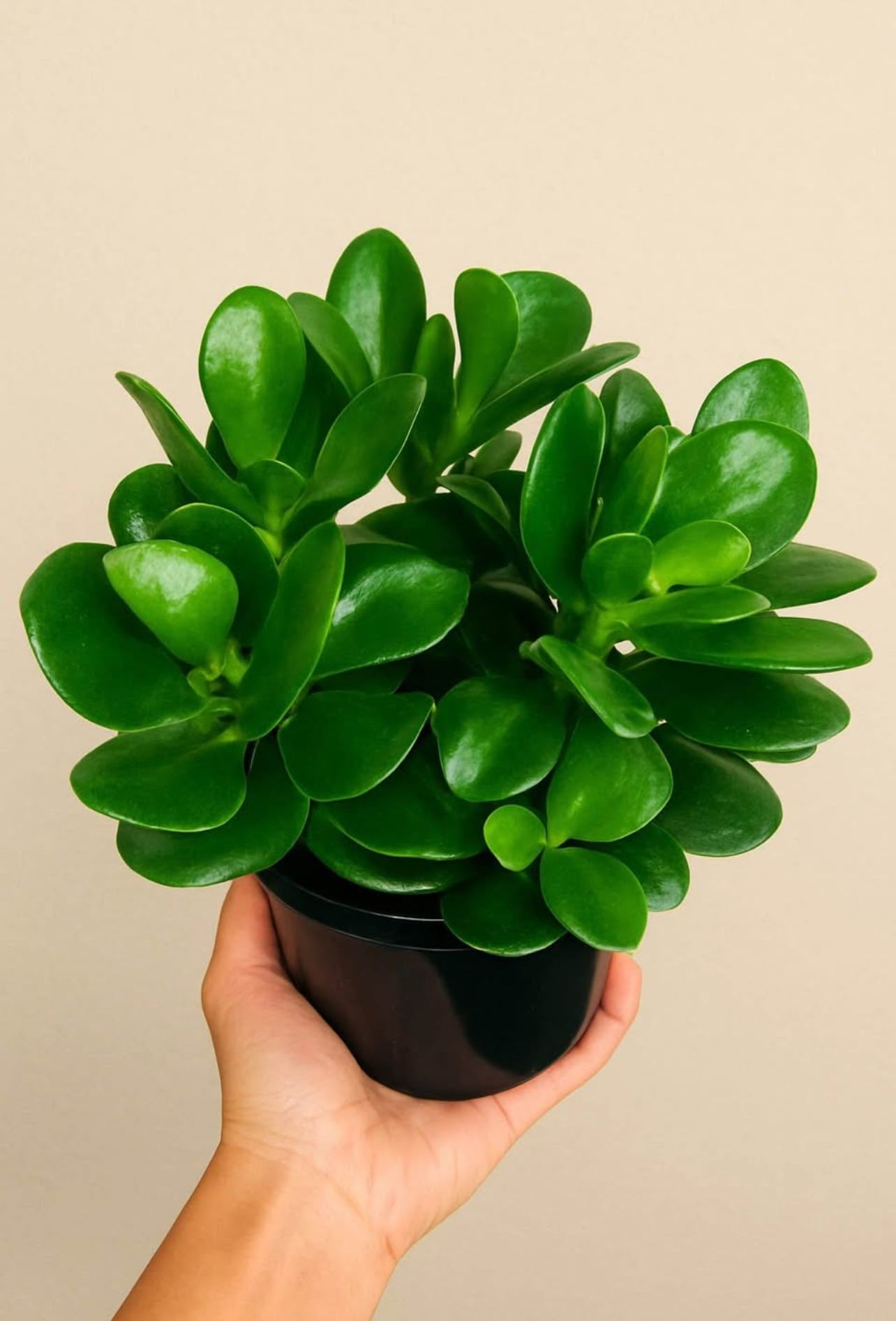 Lush Tropicals