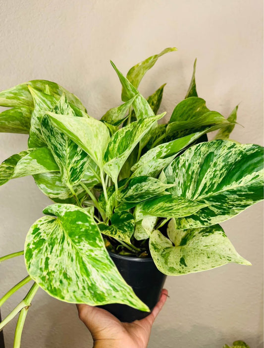 Lush Tropicals