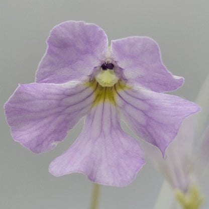 Pinguicula mirandae x (laueana CP2 x emarginata)