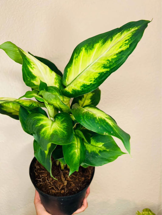 Lush Tropicals