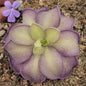 Pinguicula moranensis var. alba x cyclosecta