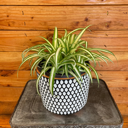Chlorophytum Variegated Spider, 6" Plant