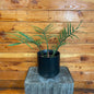 Philodendron Tortum, 6" Plant