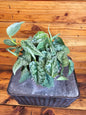 Scindapsus Silver Lady, 6" Plant